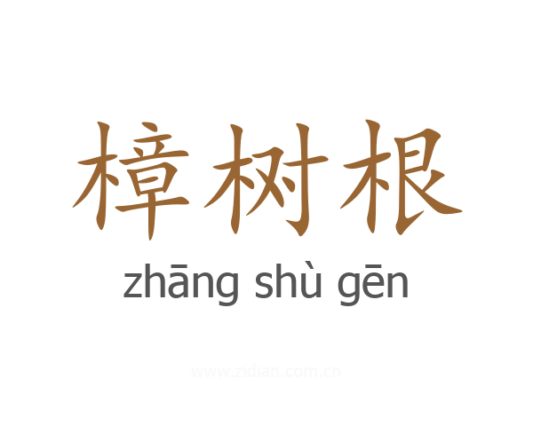 樟树根