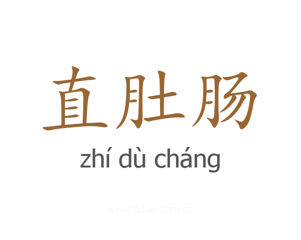 直肚肠