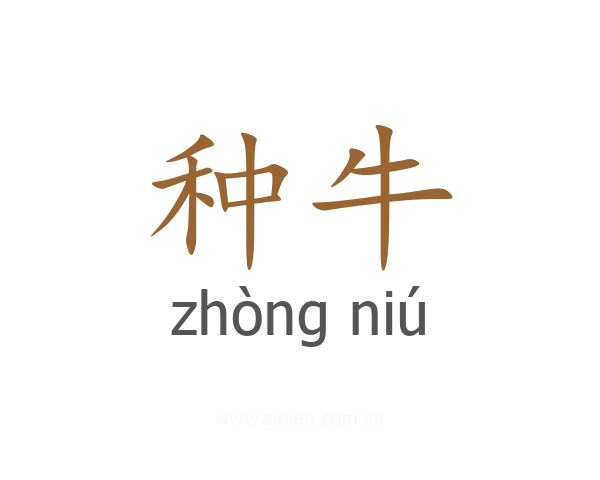 种牛