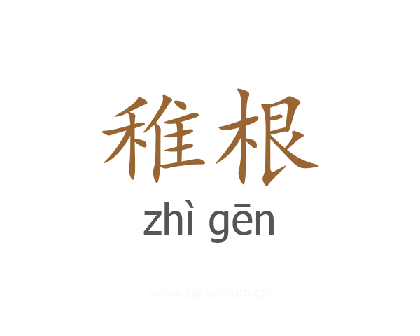 稚根