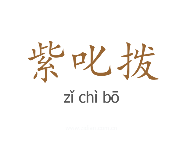 紫叱拨