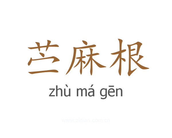 苎麻根