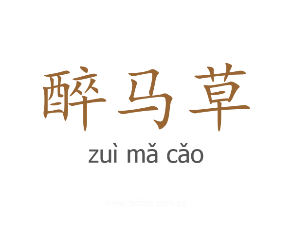 醉马草