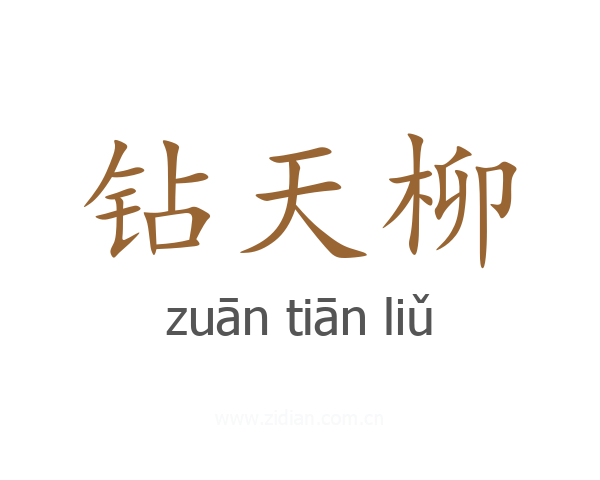 钻天柳