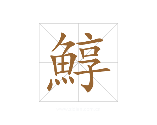 鯙